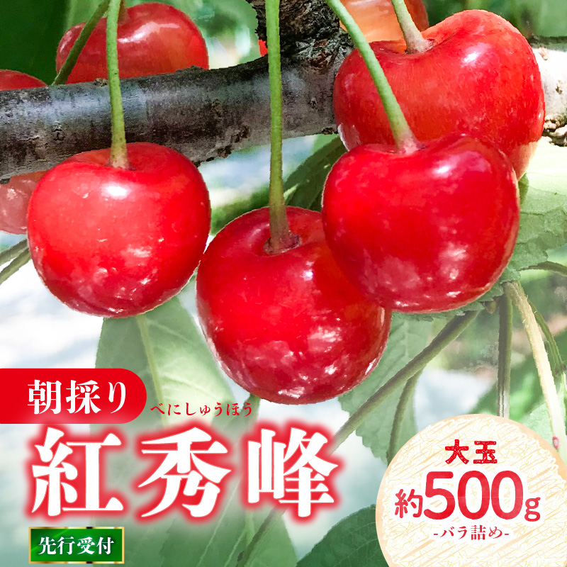 022-002《先行受付》さくらんぼ 朝採り 大玉 紅秀峰 バラ 約500g 【2026年6月中旬以降順次発送予定】