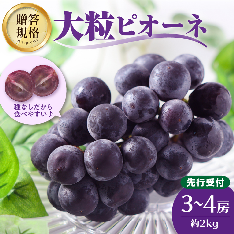 024-002 《先行受付》贈答規格 大粒ピオーネ 3～4房 約2kg【2026年9月中旬頃～発送予定】【山形ぶどう・大江町産・小林葡萄園】