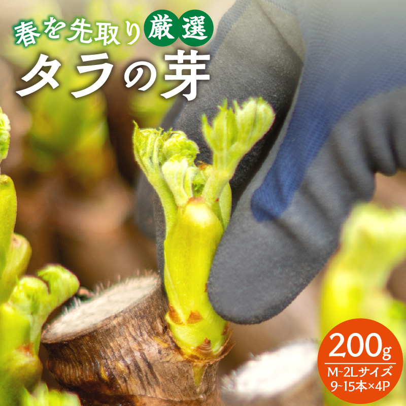 060-003 春を先取り♪厳選タラの芽