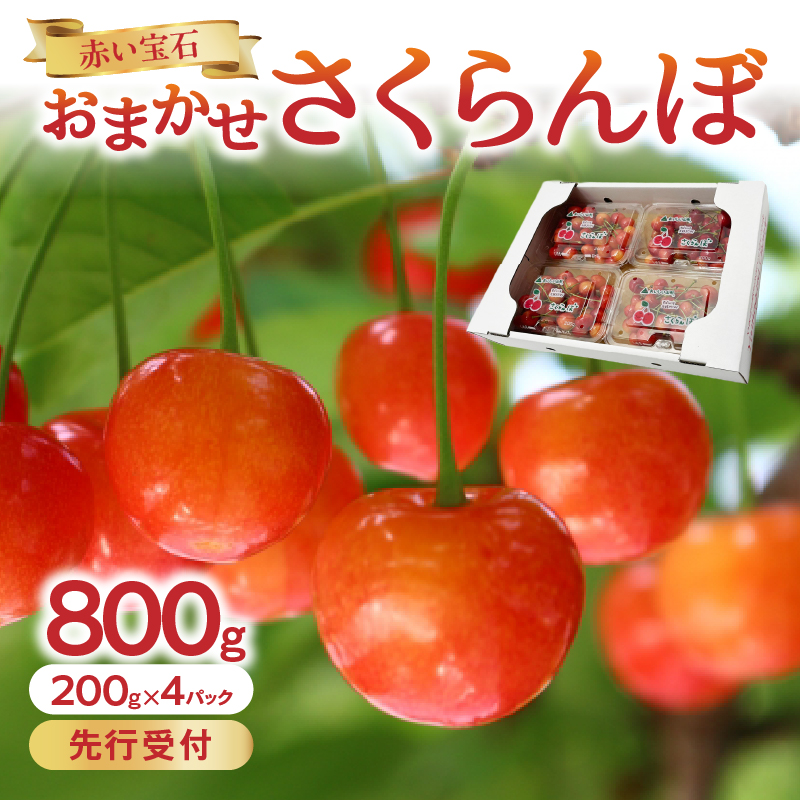 060-022 《先行受付》「赤い宝石」おまかせさくらんぼ 200ｇ×4Ｐ【2026年6月頃より順次発送予定】