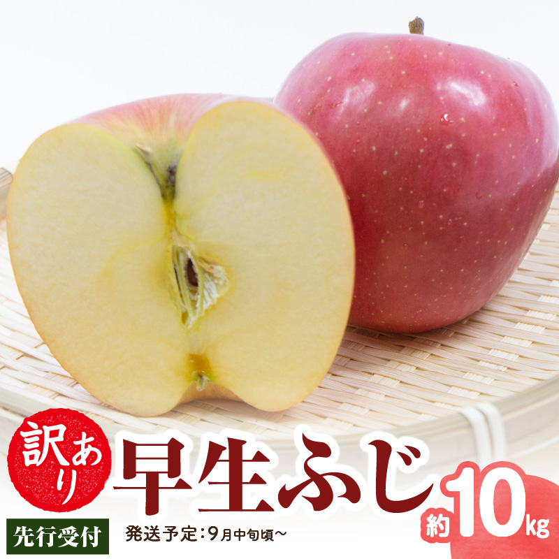 015-055  《先行受付》 訳あり 早生ふじ約10kg（28～46玉）【2026年9月中旬～発送予定】【大江町産・山形りんご・りんご専科 清野】